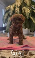 AKC Lil Gigi, a female Poodle - Toy  for sale in Elnora, IN – Photo 4 of 4