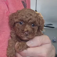 AKC Lil Gigi, a female Poodle - Toy  for sale in Elnora, IN – Photo 2 of 4