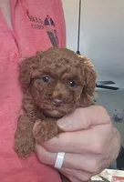 AKC Lil Gigi, a female Poodle - Toy  for sale in Elnora, IN – Photo 2 of 4