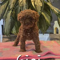 AKC Lil Gigi, a female Poodle - Toy  for sale in Elnora, IN – Photo 1 of 4