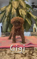 AKC Lil Gigi, a female Poodle - Toy  for sale in Elnora, IN – Photo 1 of 4