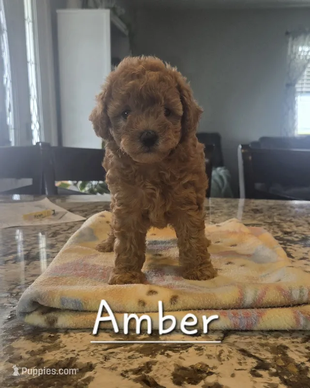 AKC Amber – Poodle - Toy  puppy for sale in Elnora, IN