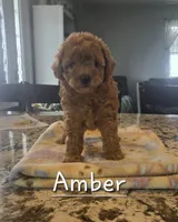 AKC Amber, a female Poodle - Toy  for sale in Elnora, IN – 1 of 1