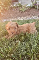 AKC Rosie, a female Poodle - Toy  for sale in Elnora, IN – 3 of 3