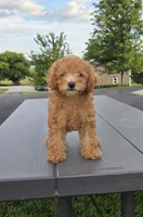 AKC Amber, a female Poodle - Toy  for sale in Elnora, IN – 3 of 3