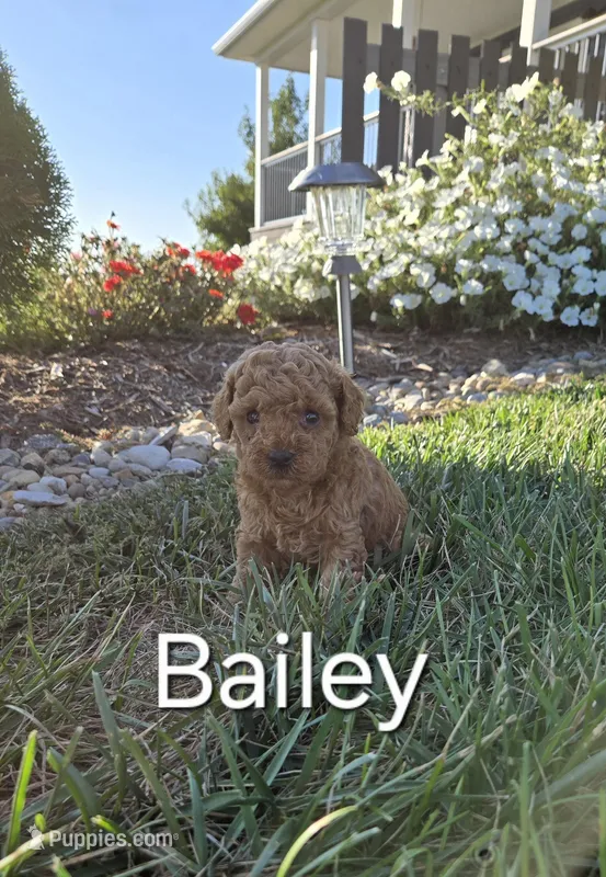 AKC Bailey, a female Poodle - Toy  for sale in Elnora, IN – Photo 1 of 4