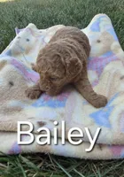 AKC Bailey, a female Poodle - Toy  for sale in Elnora, IN – Photo 3 of 4