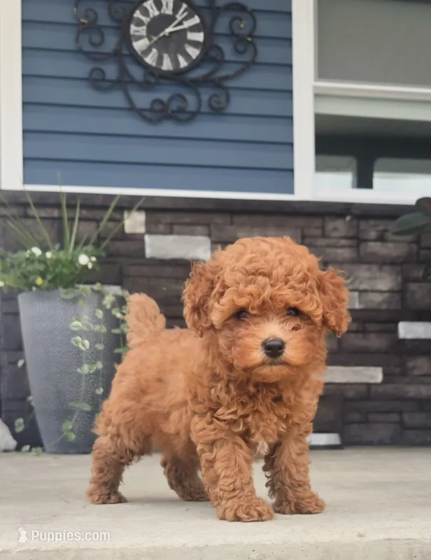 AKC Kai – Poodle - Toy  puppy on hold in Elnora, IN