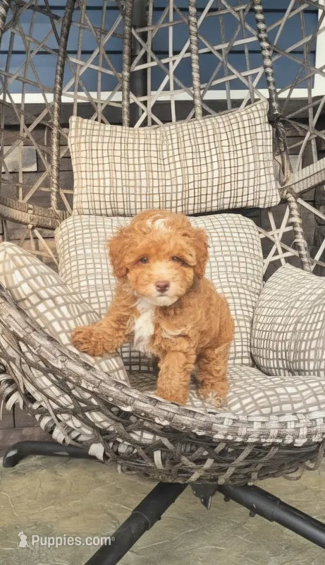 AKC Roscoe – Poodle - Toy  puppy for sale in Elnora, IN