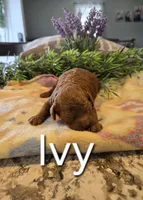 AKC Ivy, a female Poodle - Toy  for sale in Elnora, IN – Photo 2 of 4