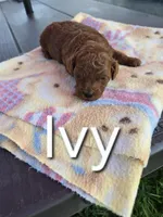 AKC Ivy, a female Poodle - Toy  for sale in Elnora, IN – Photo 1 of 4
