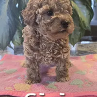 AKC Siri, a female Poodle - Toy  for sale in Elnora, IN – Photo 3 of 6