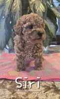 AKC Siri, a female Poodle - Toy  for sale in Elnora, IN – Photo 3 of 6