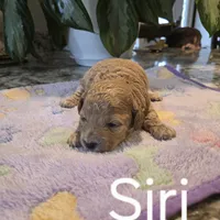 AKC Siri, a female Poodle - Toy  for sale in Elnora, IN – Photo 6 of 6