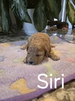 AKC Siri, a female Poodle - Toy  for sale in Elnora, IN – Photo 6 of 6