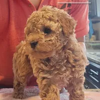 AKC Siri, a female Poodle - Toy  for sale in Elnora, IN – Photo 2 of 6