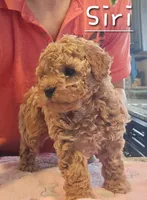 AKC Siri, a female Poodle - Toy  for sale in Elnora, IN – Photo 2 of 6
