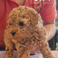 AKC Siri, a female Poodle - Toy  for sale in Elnora, IN – Photo 1 of 6