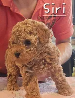 AKC Siri, a female Poodle - Toy  for sale in Elnora, IN – Photo 1 of 6