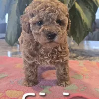 AKC Siri, a female Poodle - Toy  for sale in Elnora, IN – Photo 5 of 6