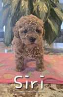 AKC Siri, a female Poodle - Toy  for sale in Elnora, IN – Photo 5 of 6