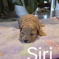 AKC Siri, a female Poodle - Toy  for sale in Elnora, IN – Photo 4 of 6
