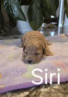 AKC Siri, a female Poodle - Toy  for sale in Elnora, IN – Photo 4 of 6