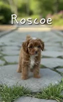 AKC Roscoe, a male Poodle - Toy  for sale in Elnora, IN – 3 of 6