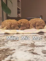 AKC Mia, a female Poodle - Toy  for sale in Elnora, IN – Photo 5 of 7