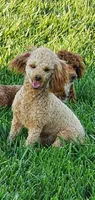 AKC Mia, a female Poodle - Toy  for sale in Elnora, IN – Photo 6 of 7