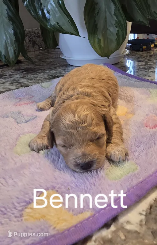 AKC Bennet