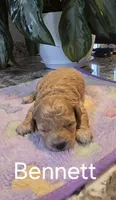 AKC Bennet, a male Poodle - Toy  for sale in Elnora, IN – Photo 2 of 2