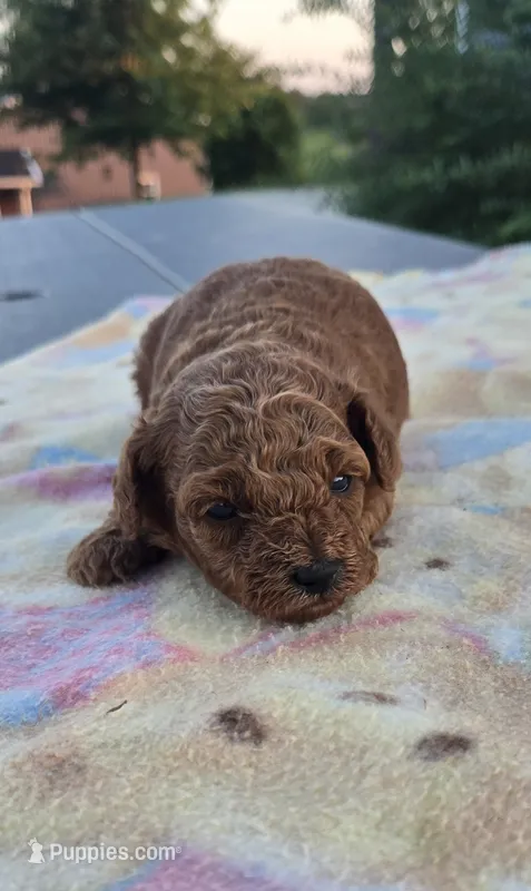 AKC Roxie – Poodle - Toy  puppy for sale in Elnora, IN