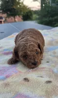 AKC Roxie, a female Poodle - Toy  for sale in Elnora, IN – 1 of 3
