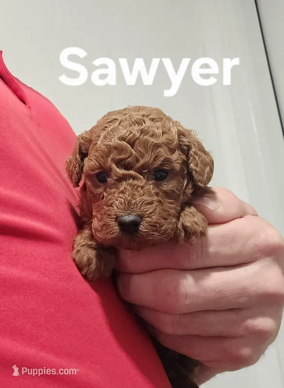 AKC Sawyer