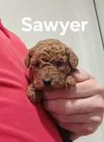 AKC Sawyer, a male Poodle - Toy  for sale in Elnora, IN – Photo 1 of 5