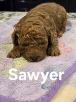AKC Sawyer, a male Poodle - Toy  for sale in Elnora, IN – Photo 2 of 5