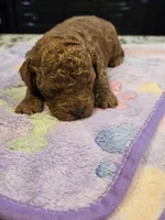 AKC Sawyer, a male Poodle - Toy  for sale in Elnora, IN – Photo 3 of 5