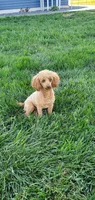 AKC Sawyer, a male Poodle - Toy  for sale in Elnora, IN – Photo 4 of 5