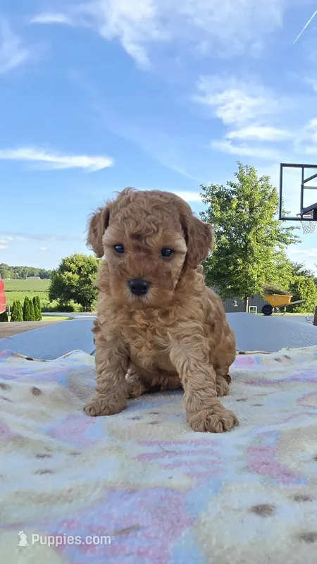 AKC Mav – Poodle - Toy  puppy for sale in Elnora, IN