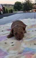 AKC Roxie, a female Poodle - Toy  for sale in Elnora, IN – 2 of 3