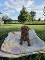 AKC Roxie, a female Poodle - Toy  for sale in Elnora, IN – 4 of 7