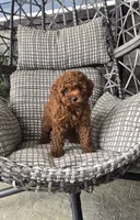 AKC Maya, a female Poodle - Toy  for sale in Elnora, IN – 4 of 4