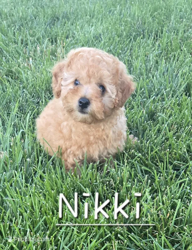 AKC Nikki – Poodle - Toy  puppy for sale in Elnora, IN