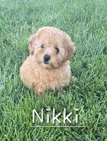 AKC Nikki, a female Poodle - Toy  for sale in Elnora, IN – 1 of 4
