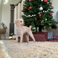 AKC Callie pending., a female Poodle - Toy  for sale in Elnora, IN – Photo 8 of 9