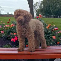 AKC Callie pending., a female Poodle - Toy  for sale in Elnora, IN – Photo 9 of 9