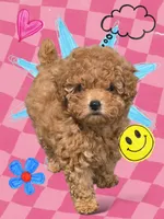 AKC Callie pending., a female Poodle - Toy  for sale in Elnora, IN – Photo 3 of 9