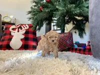 AKC Callie pending., a female Poodle - Toy  for sale in Elnora, IN – Photo 7 of 9
