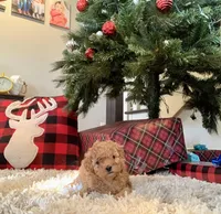 AKC Callie pending., a female Poodle - Toy  for sale in Elnora, IN – Photo 6 of 9